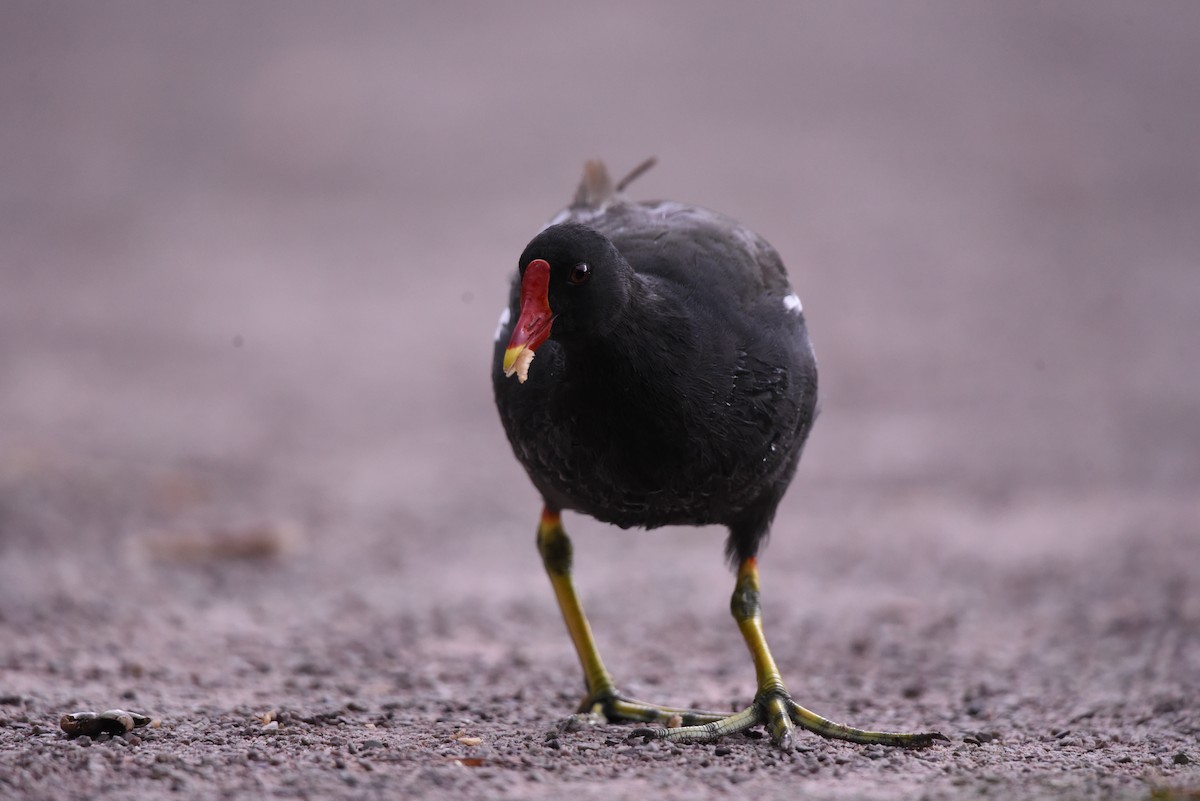 Eurasian Moorhen - ML622353018