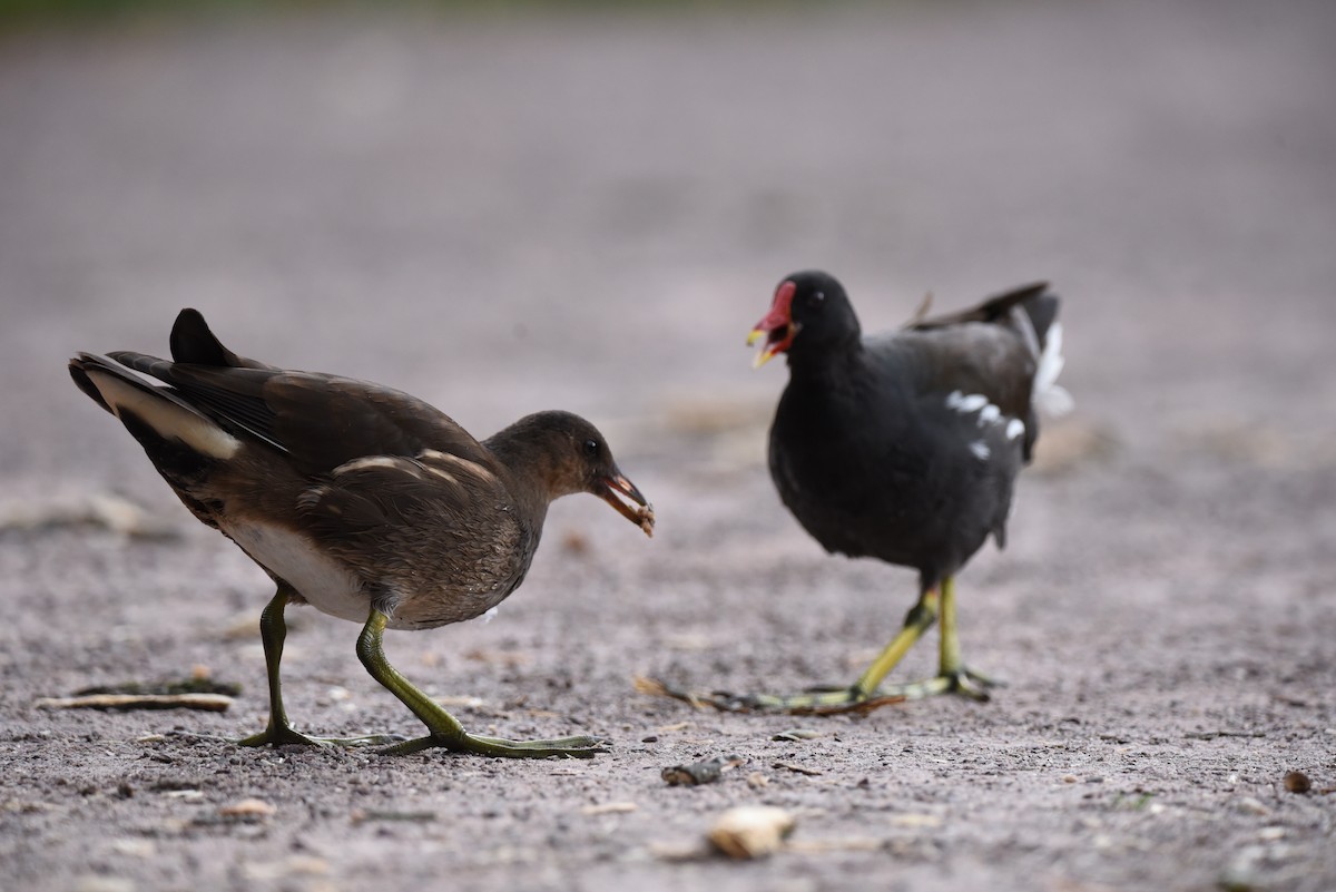 Eurasian Moorhen - ML622353019