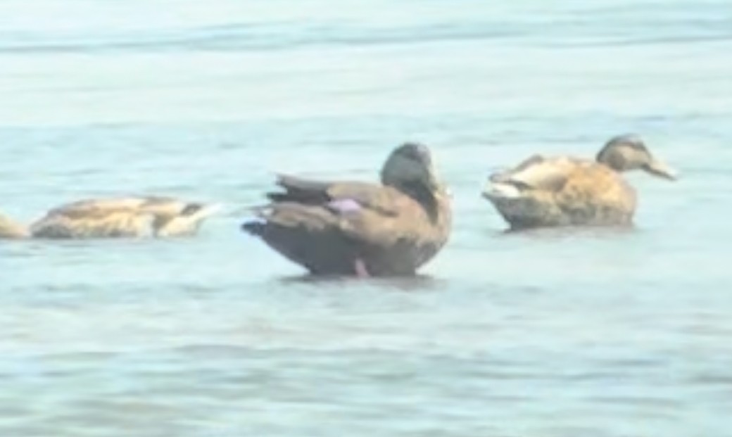 American Black Duck - Greg McIvor