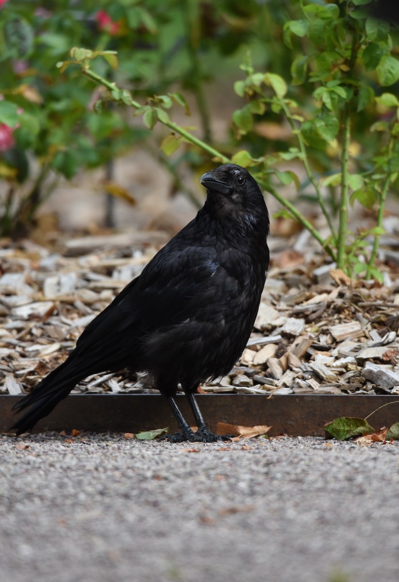 Carrion Crow - Mansour Elkerdany