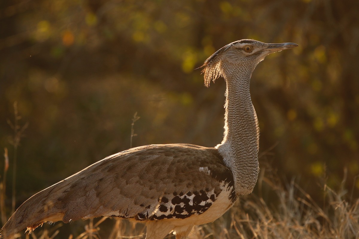 Kori Bustard - ML622353059