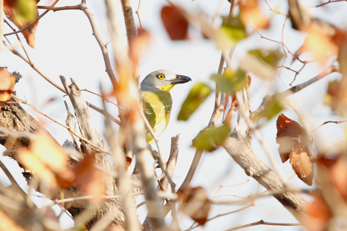 Gray-headed Bushshrike - Maxence Pajot