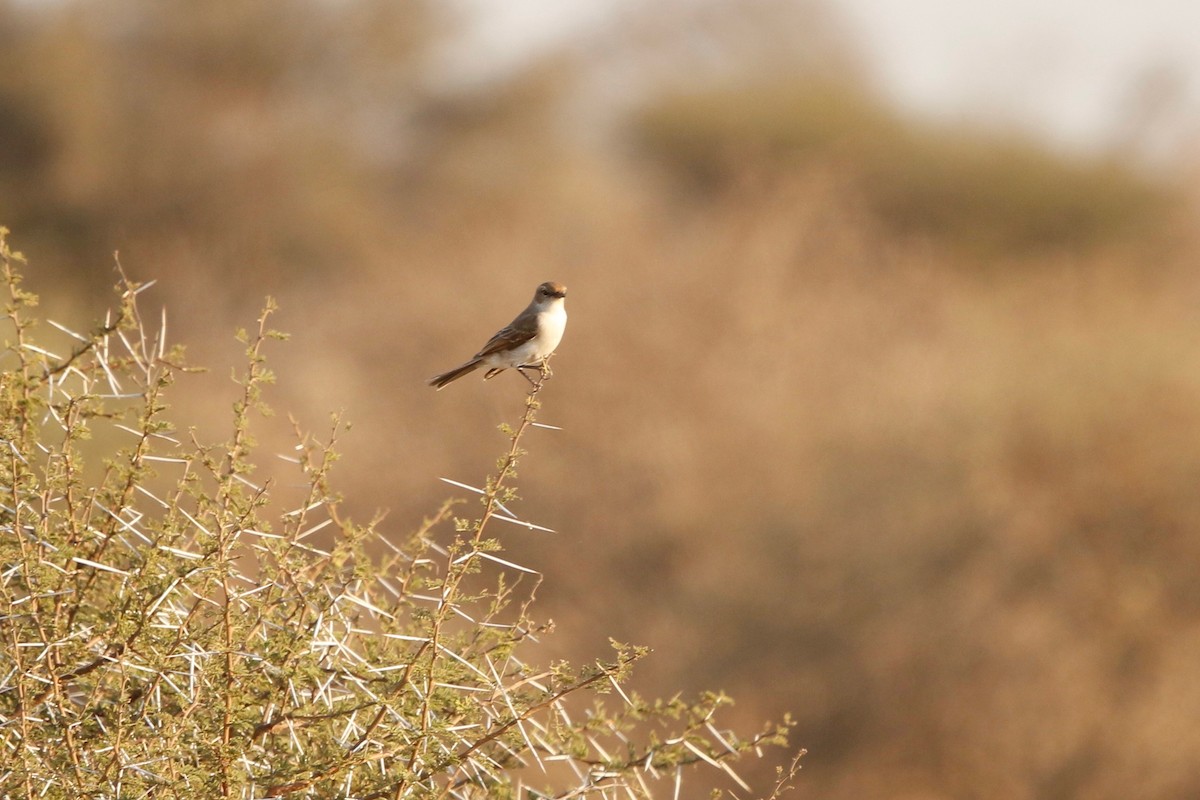 Marico Flycatcher - ML622353068