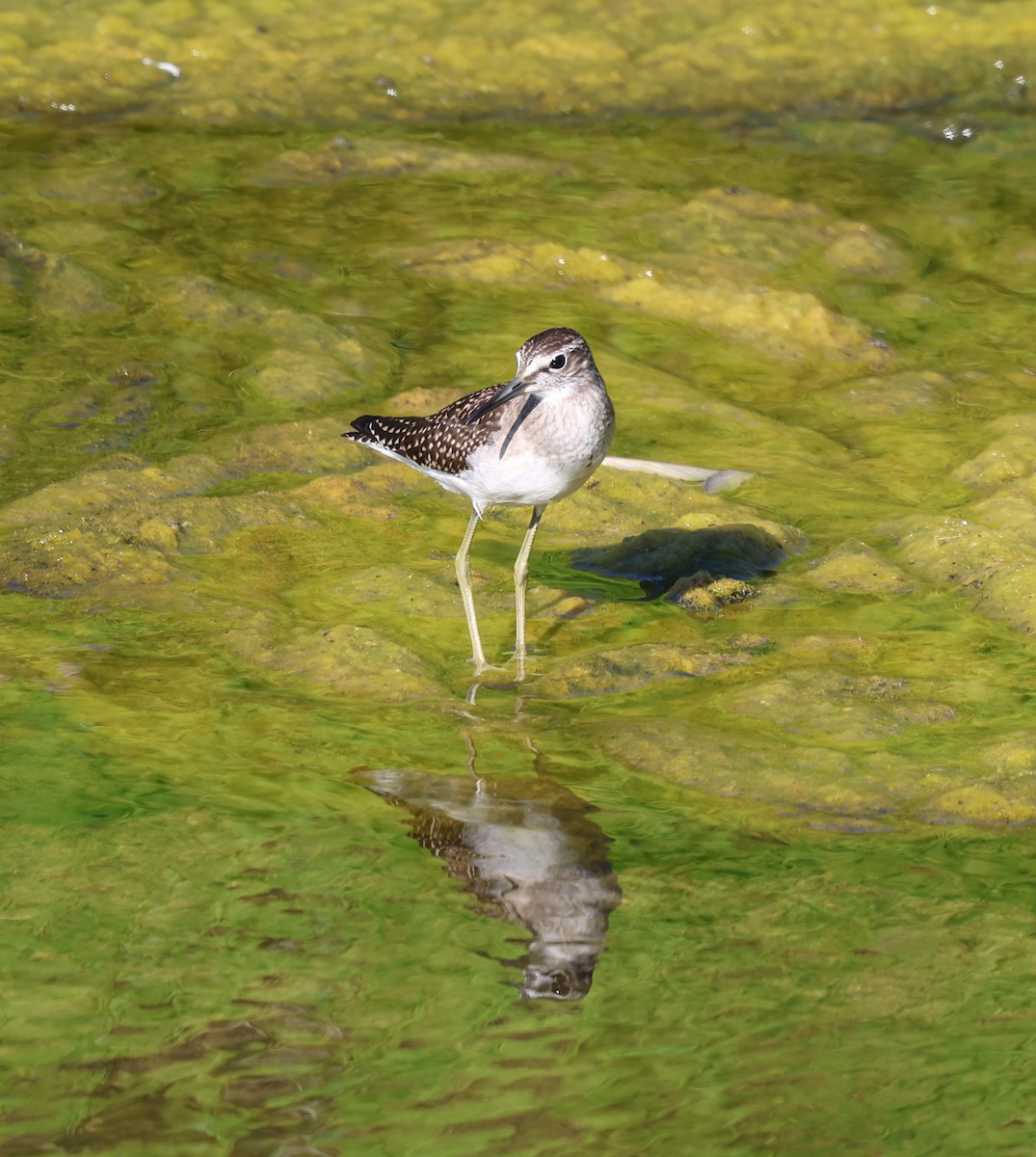 Wood Sandpiper - Damjan Tomic