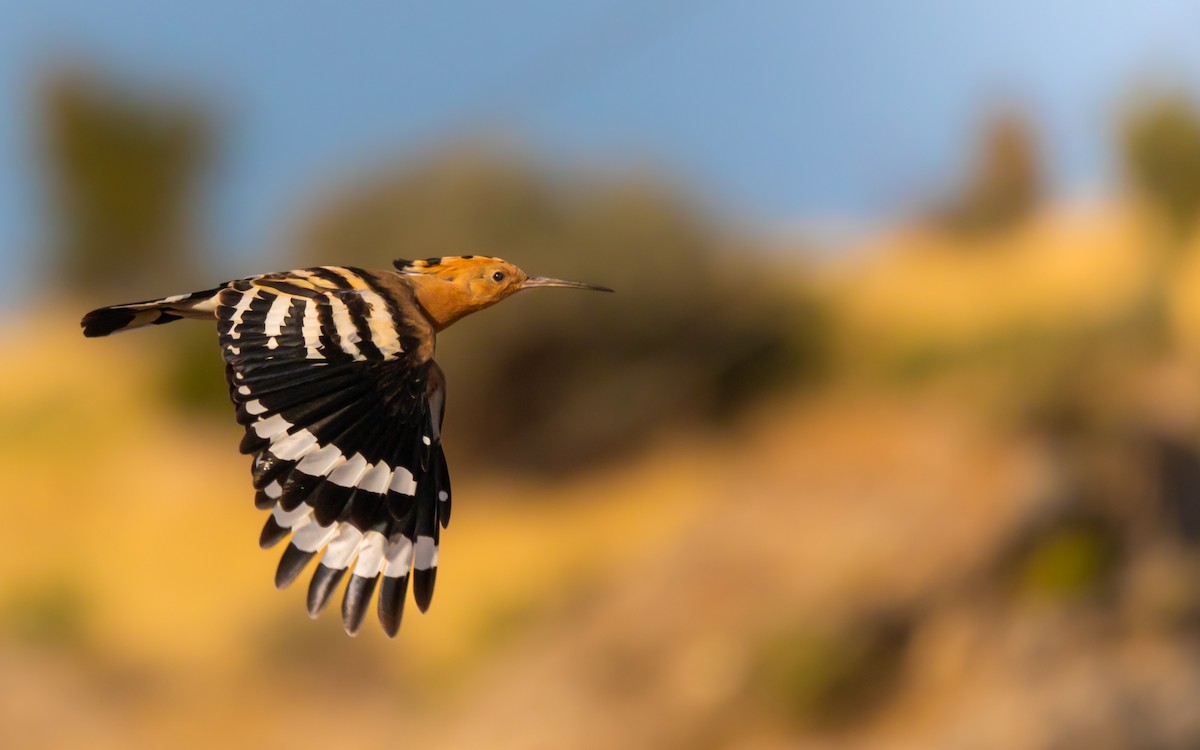 Eurasian Hoopoe - ML622353079