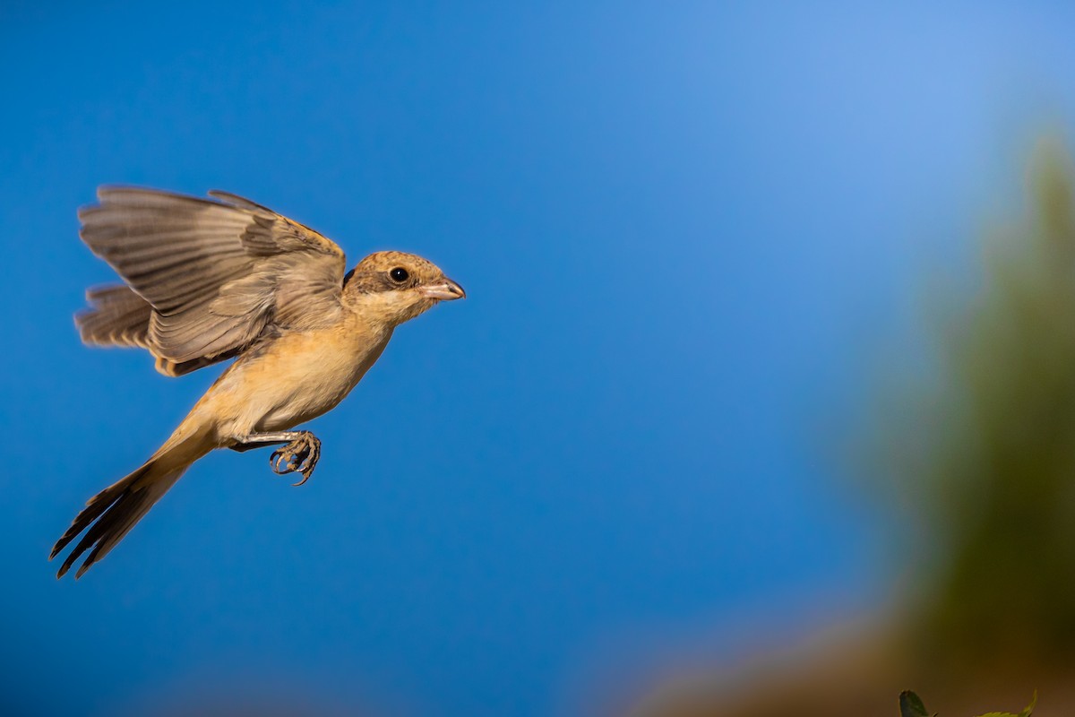 Woodchat Shrike - ML622353085