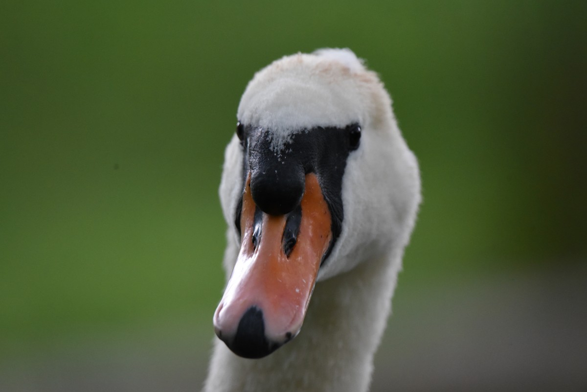 Mute Swan - ML622353094