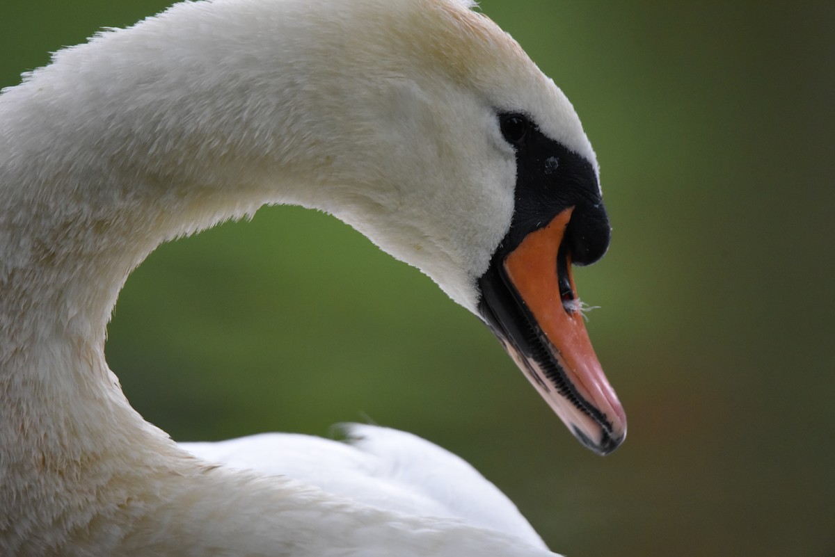 Mute Swan - ML622353095