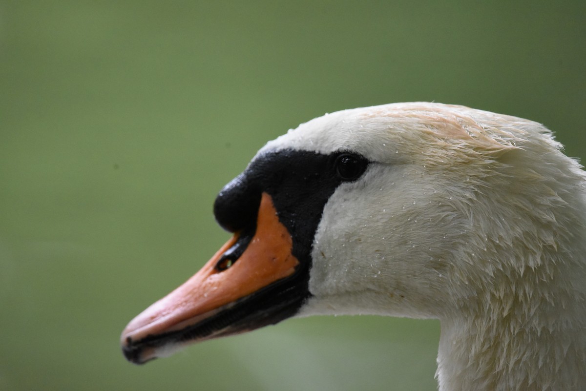 Mute Swan - ML622353096