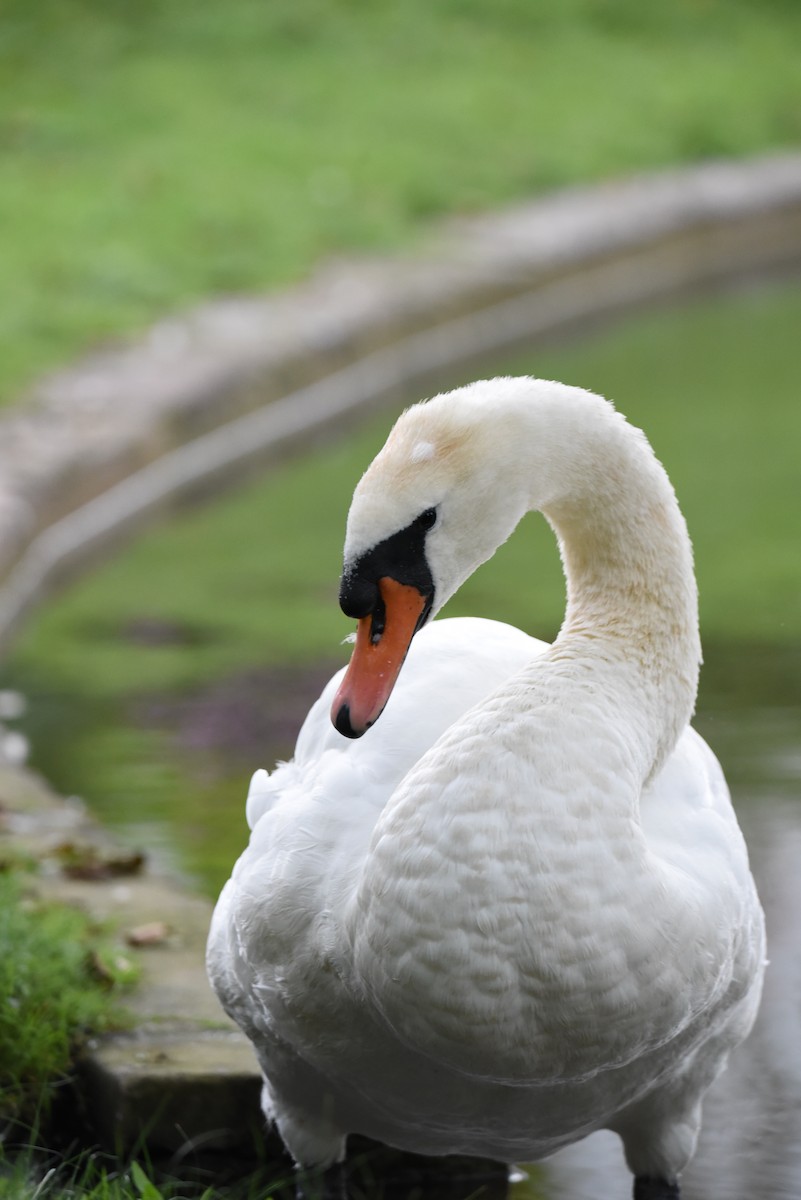 Mute Swan - ML622353097