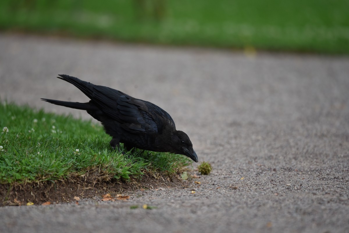 Carrion Crow - Mansour Elkerdany