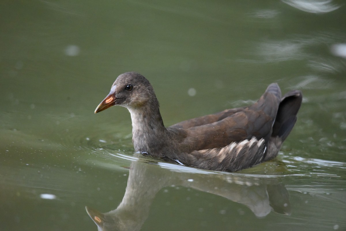 Eurasian Moorhen - ML622353119