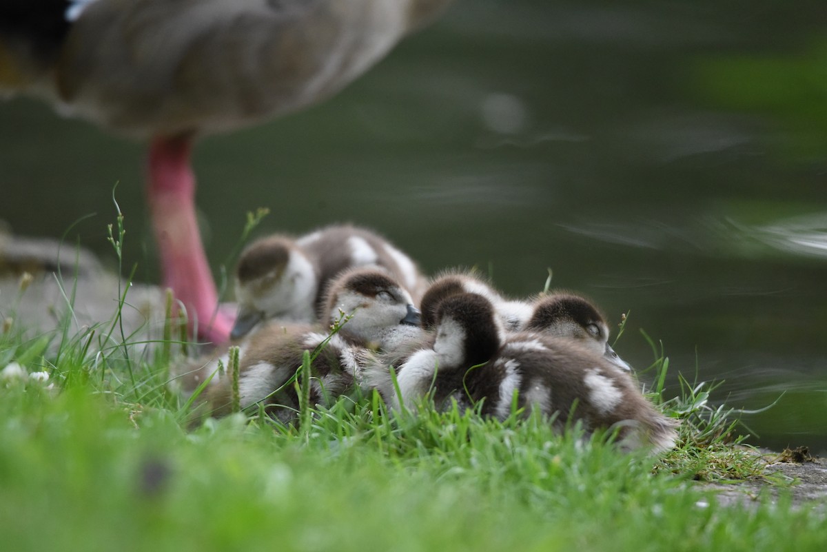 Egyptian Goose - ML622353121