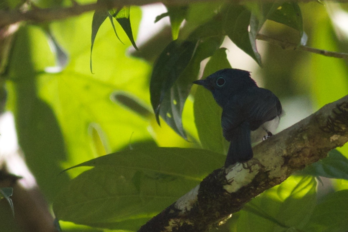 Short-crested Monarch - Robert Tizard