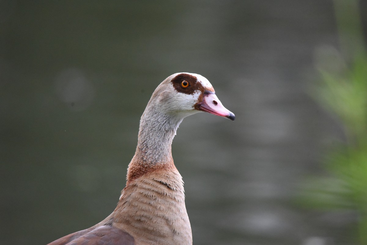 Nilgans - ML622353139