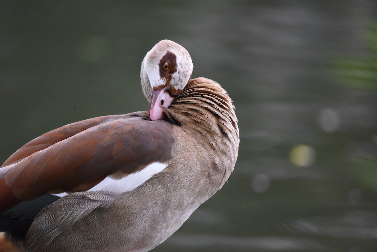 Egyptian Goose - ML622353140