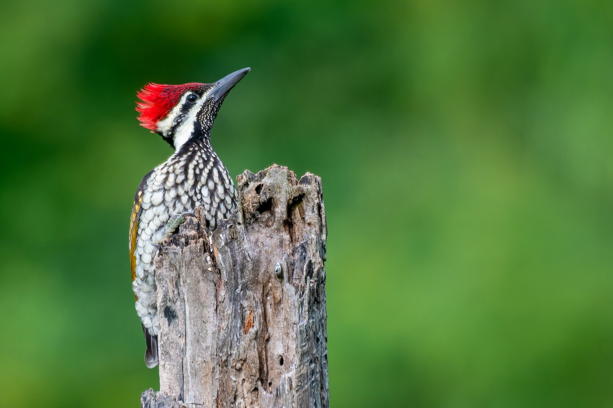 Black-rumped Flameback - Abhijit Mishra