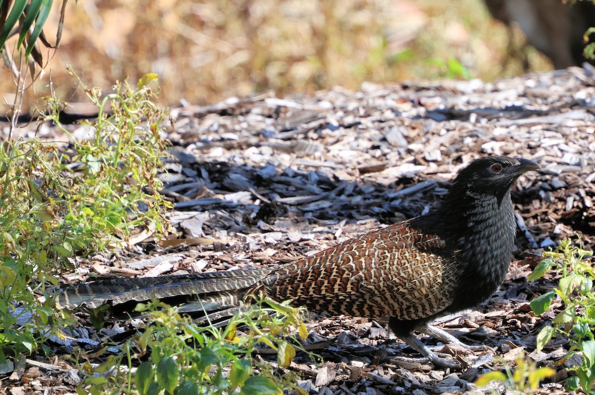 Pheasant Coucal - ML622353181