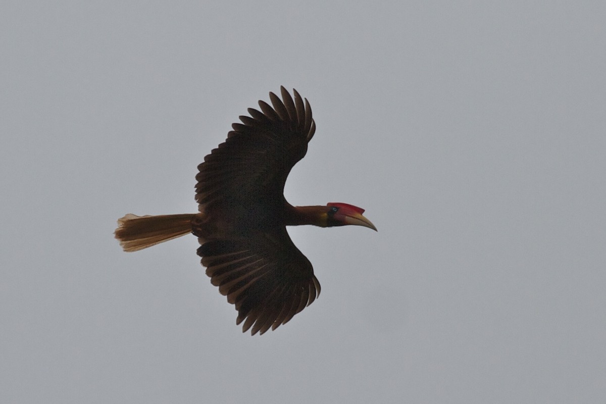 Rufous Hornbill (Southern) - ML622353184