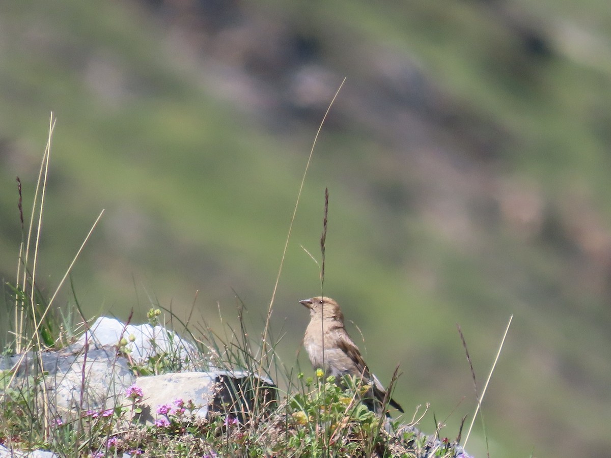 Plain Mountain Finch - ML622353207