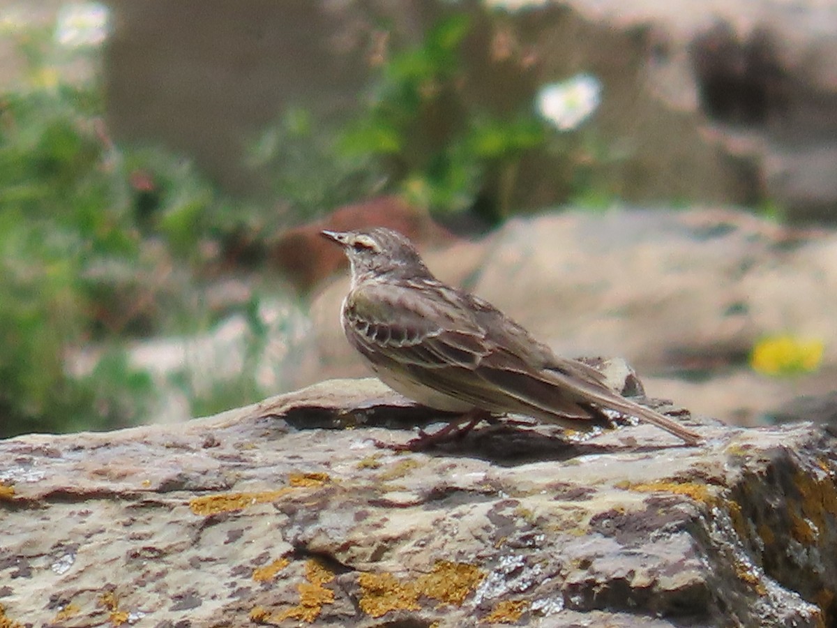 Rosy Pipit - Sameer Singh