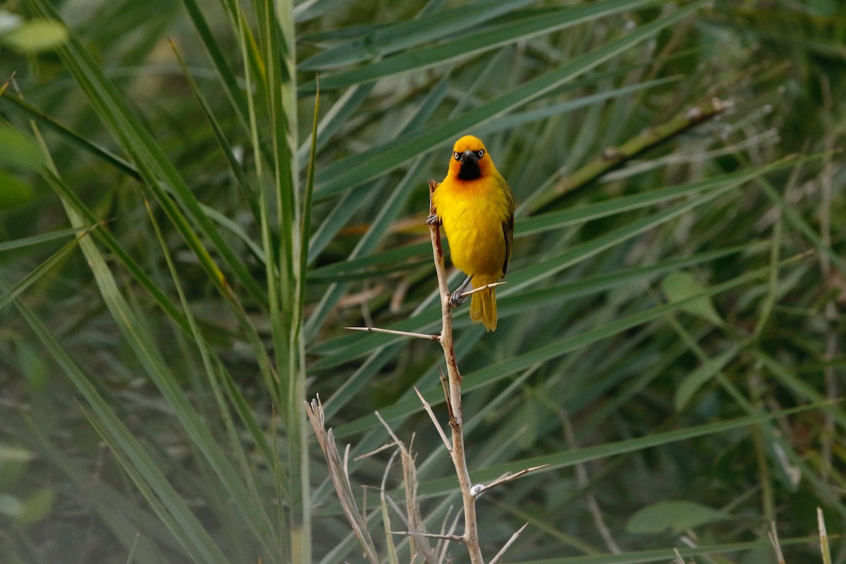 Spectacled Weaver - Maxence Pajot