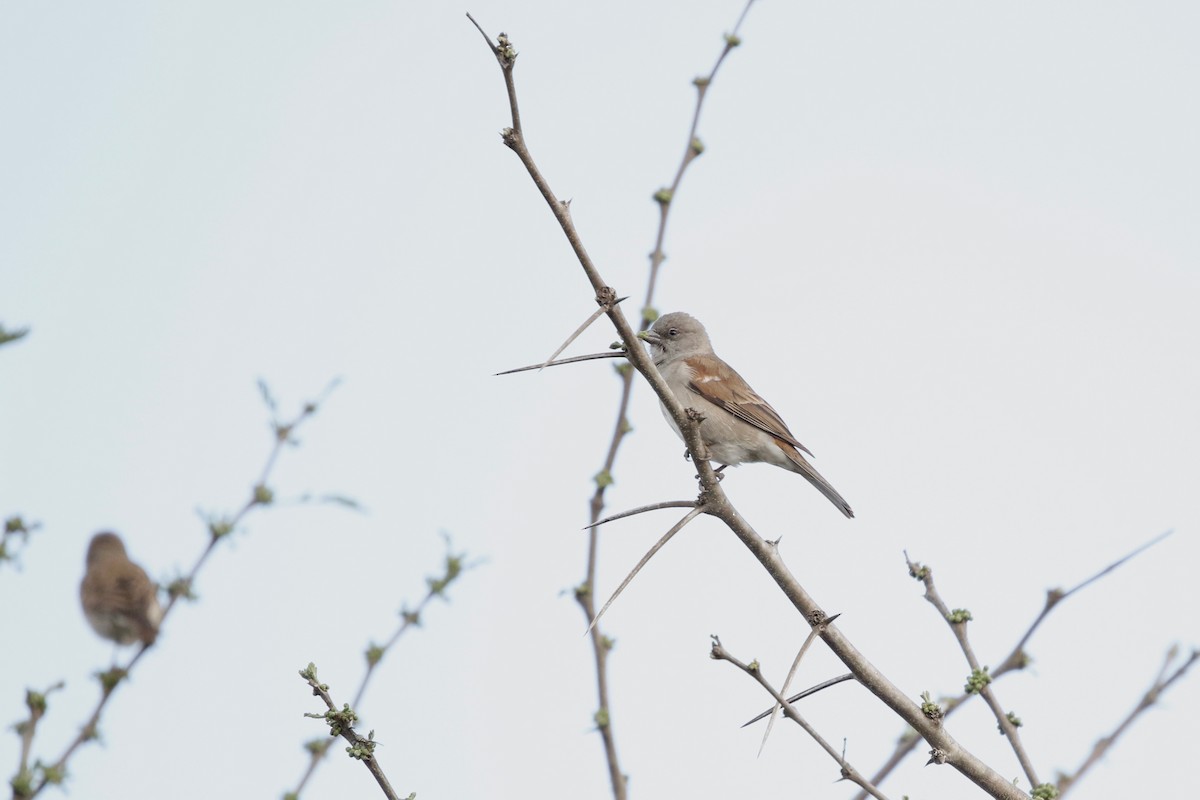 Southern Gray-headed Sparrow - ML622353248