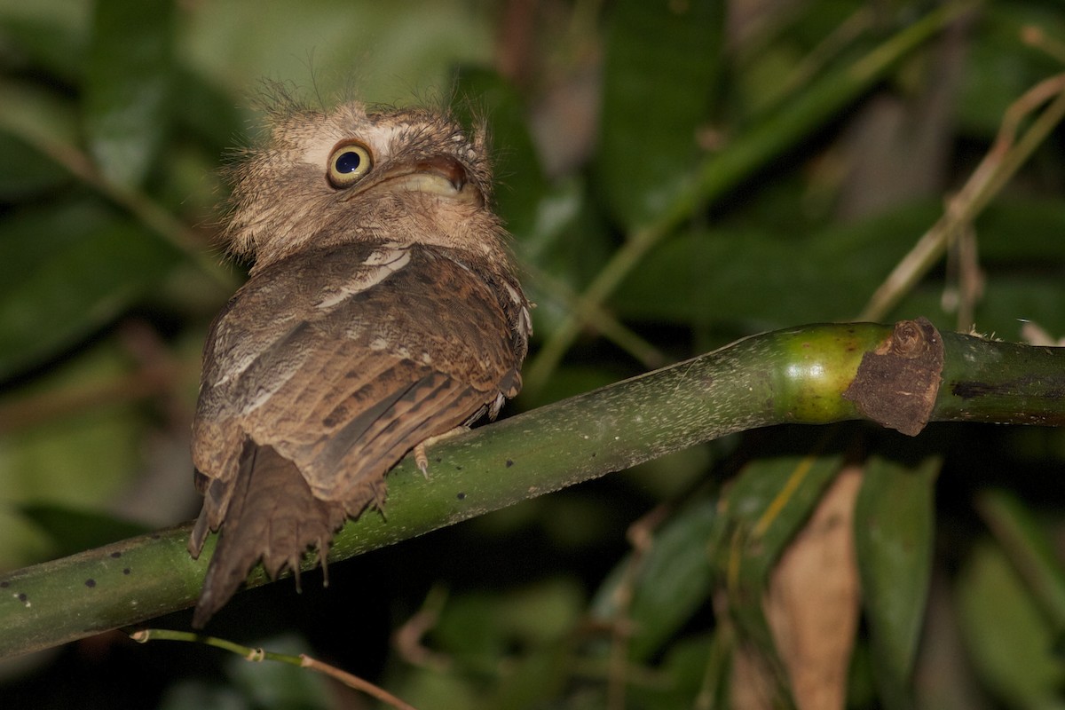 Palawan Frogmouth - ML622353250