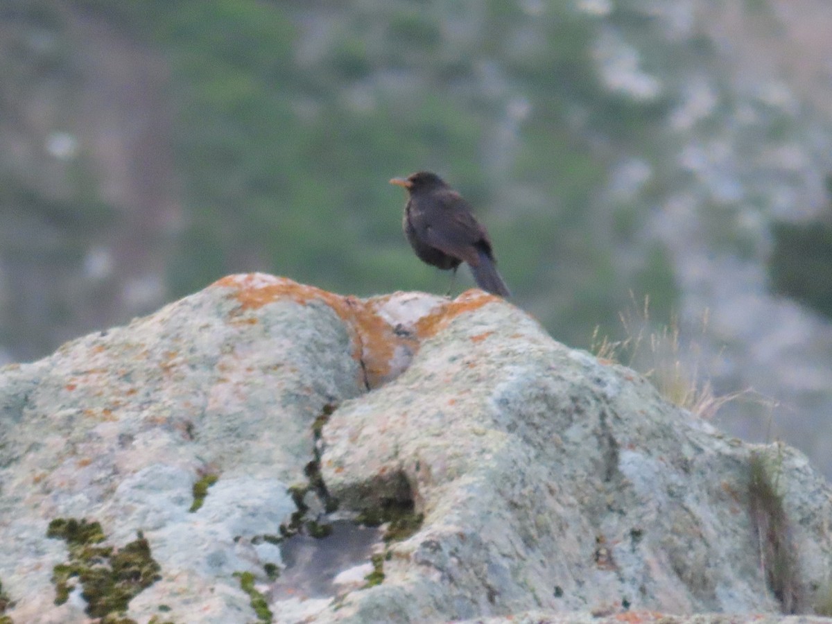 Tibetan Blackbird - ML622353264