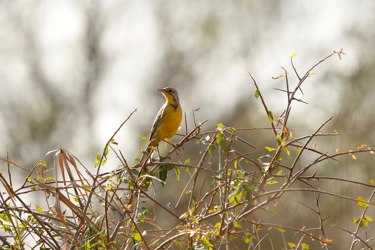 Yellow-throated Longclaw - ML622353279