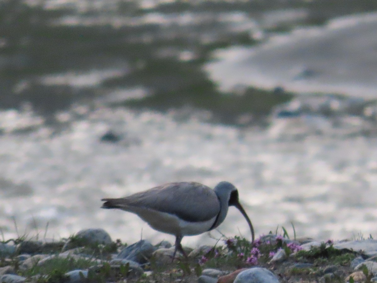 Ibisbill - ML622353325