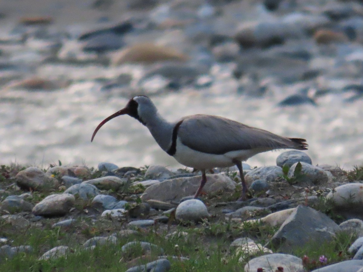Ibisbill - ML622353326