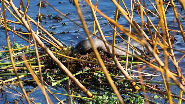 Pied-billed Grebe - ML622353388