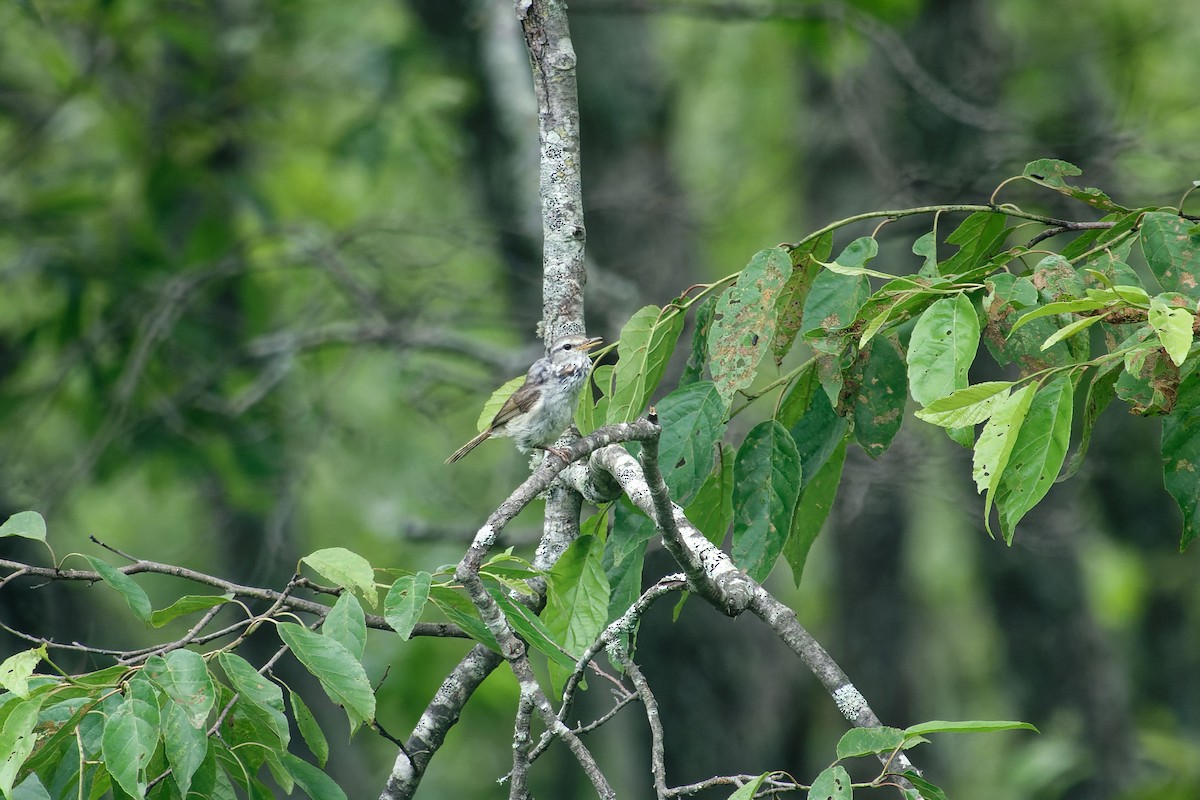 Japanese Bush Warbler - ML622353427