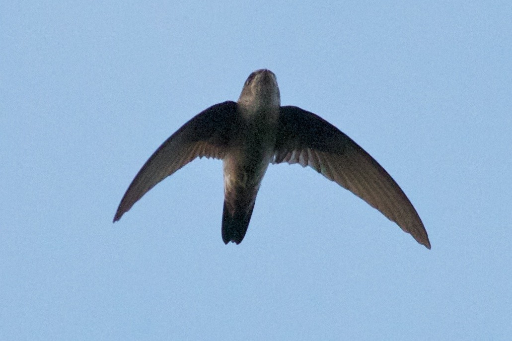 Philippine Swiftlet - Robert Tizard