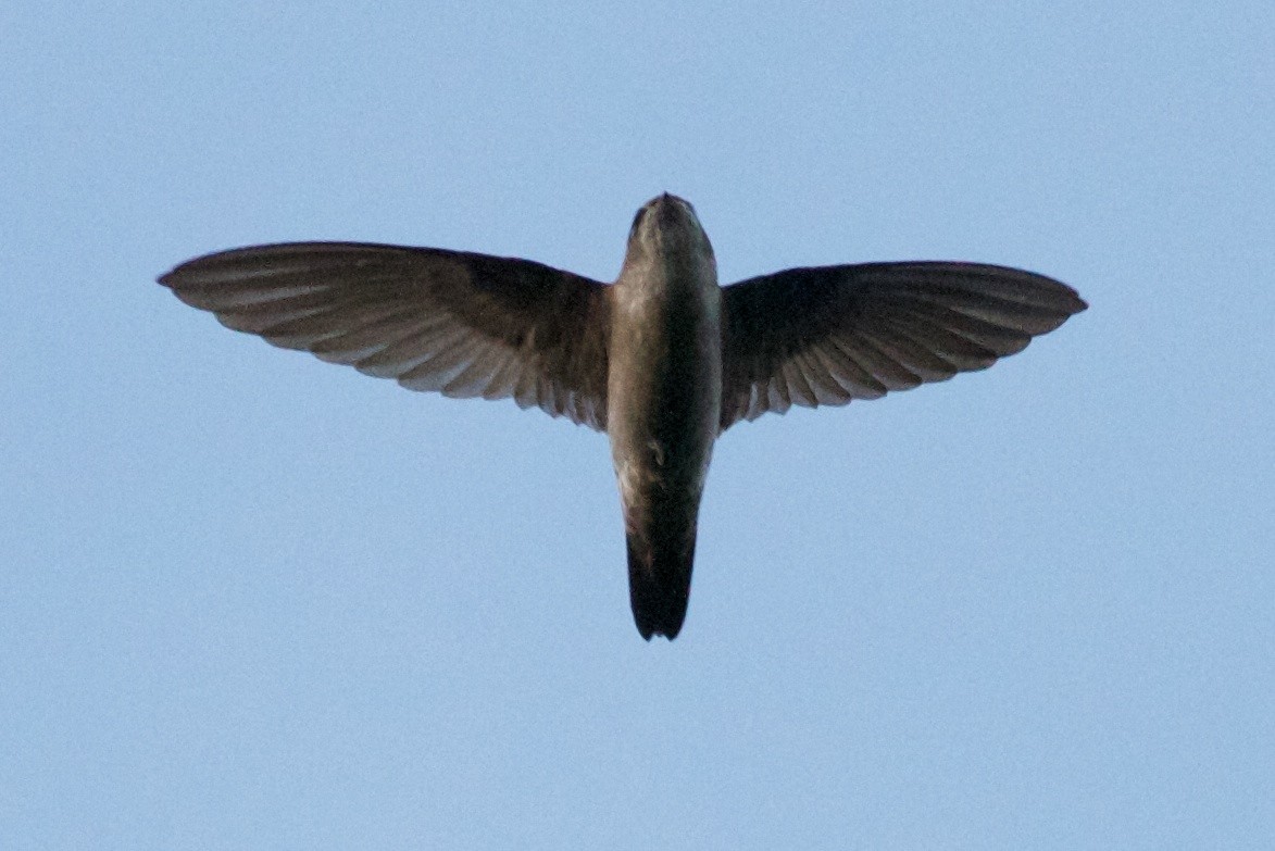 Philippine Swiftlet - ML622353449