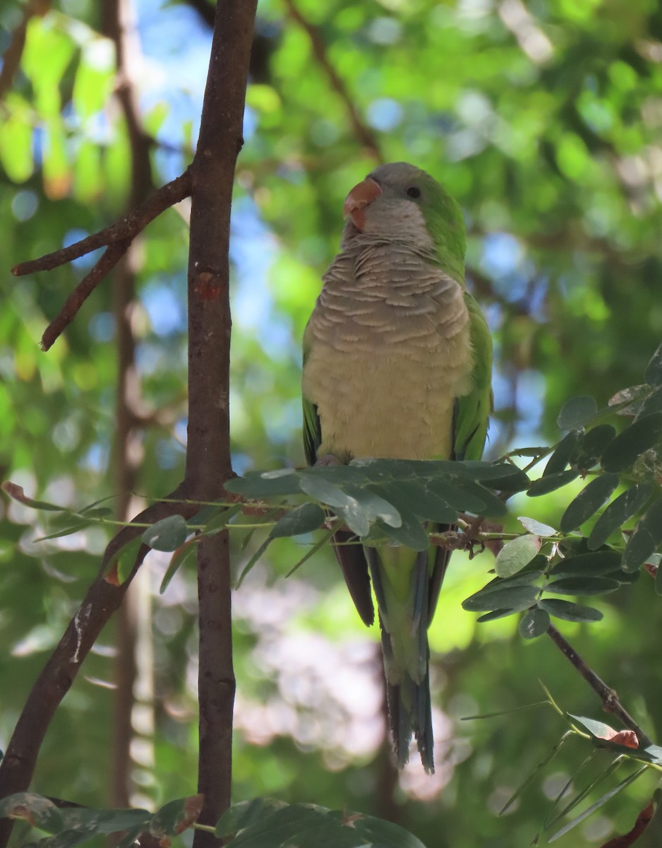 Monk Parakeet - Nicholas Fordyce - Birding Africa