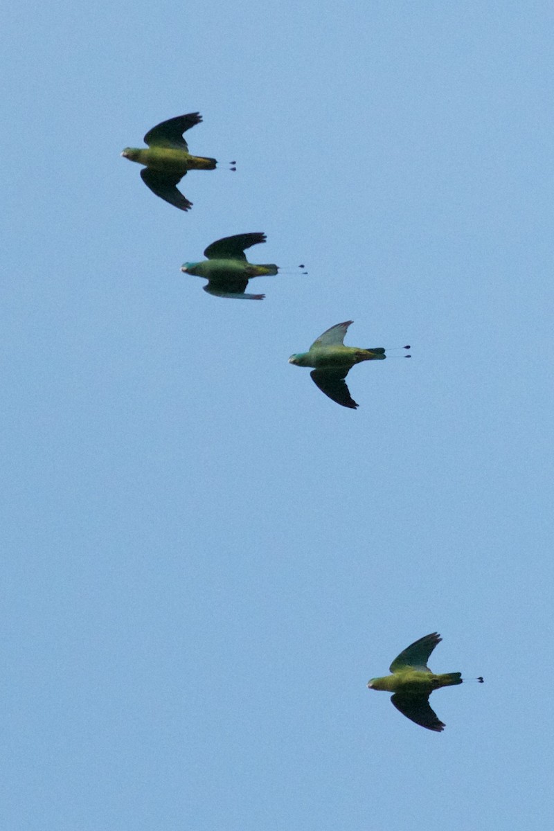 Blue-headed Racquet-tail - Robert Tizard