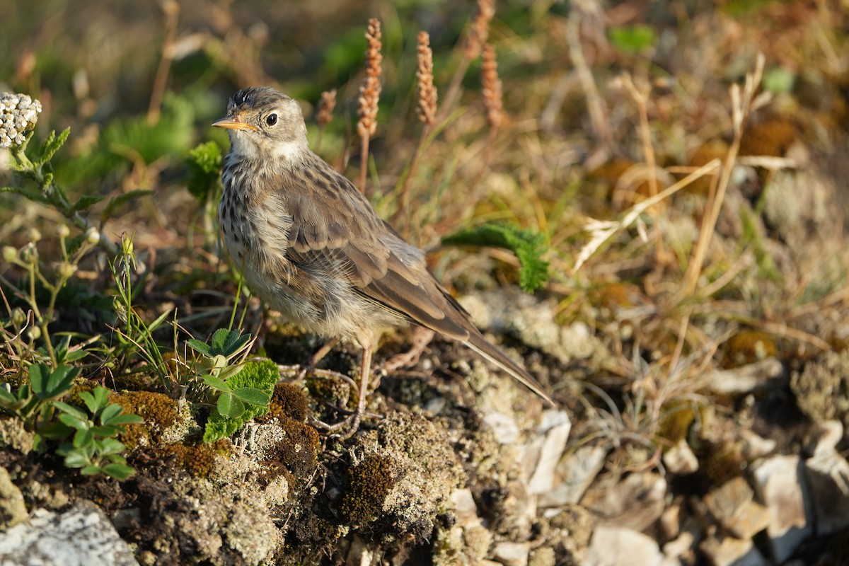 American Pipit - ML622353502