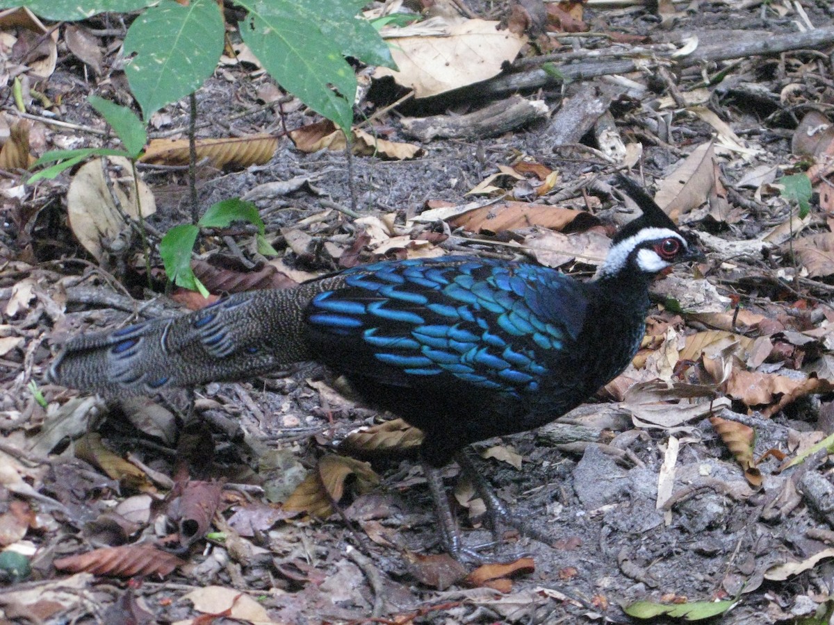 Palawan Peacock-Pheasant - ML622353527