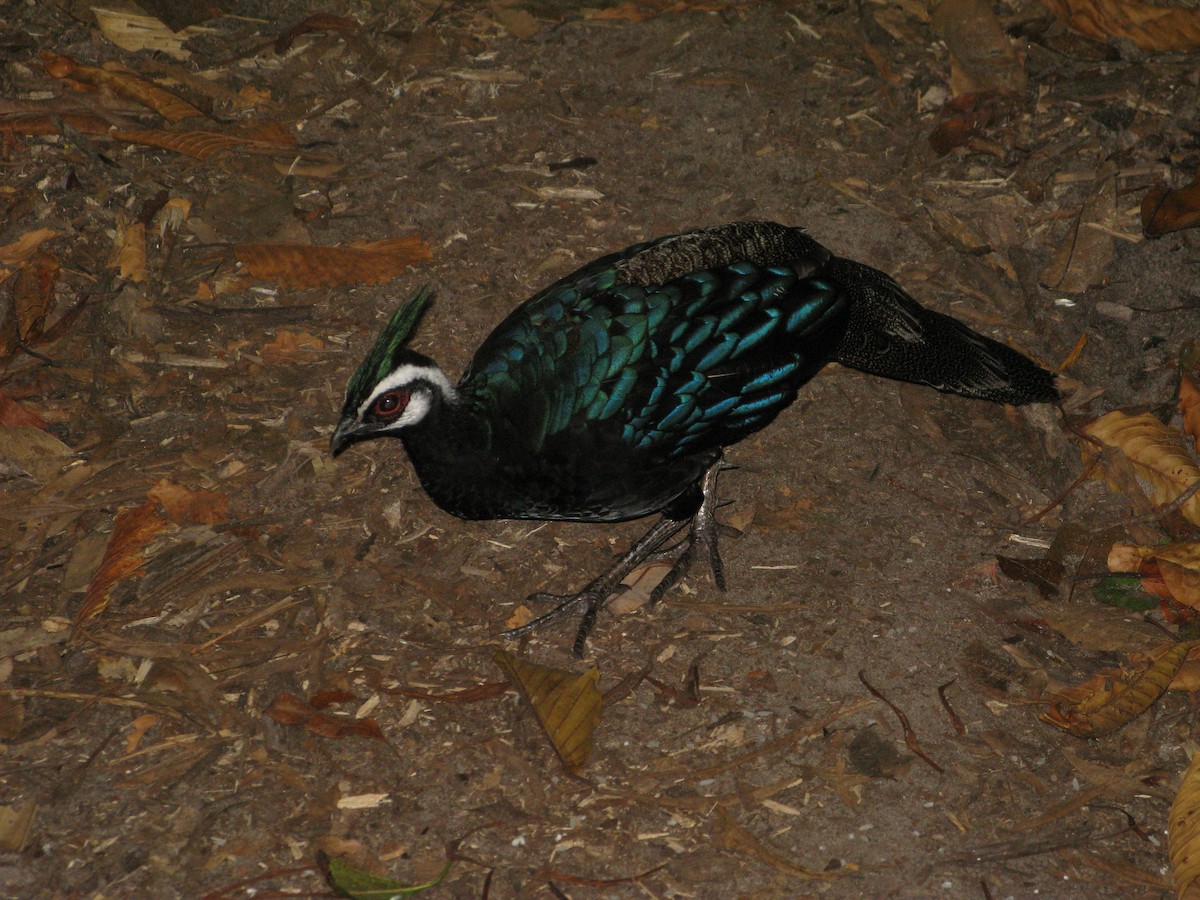 Palawan Peacock-Pheasant - ML622353536