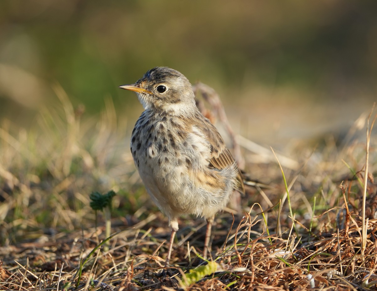 American Pipit - ML622353550