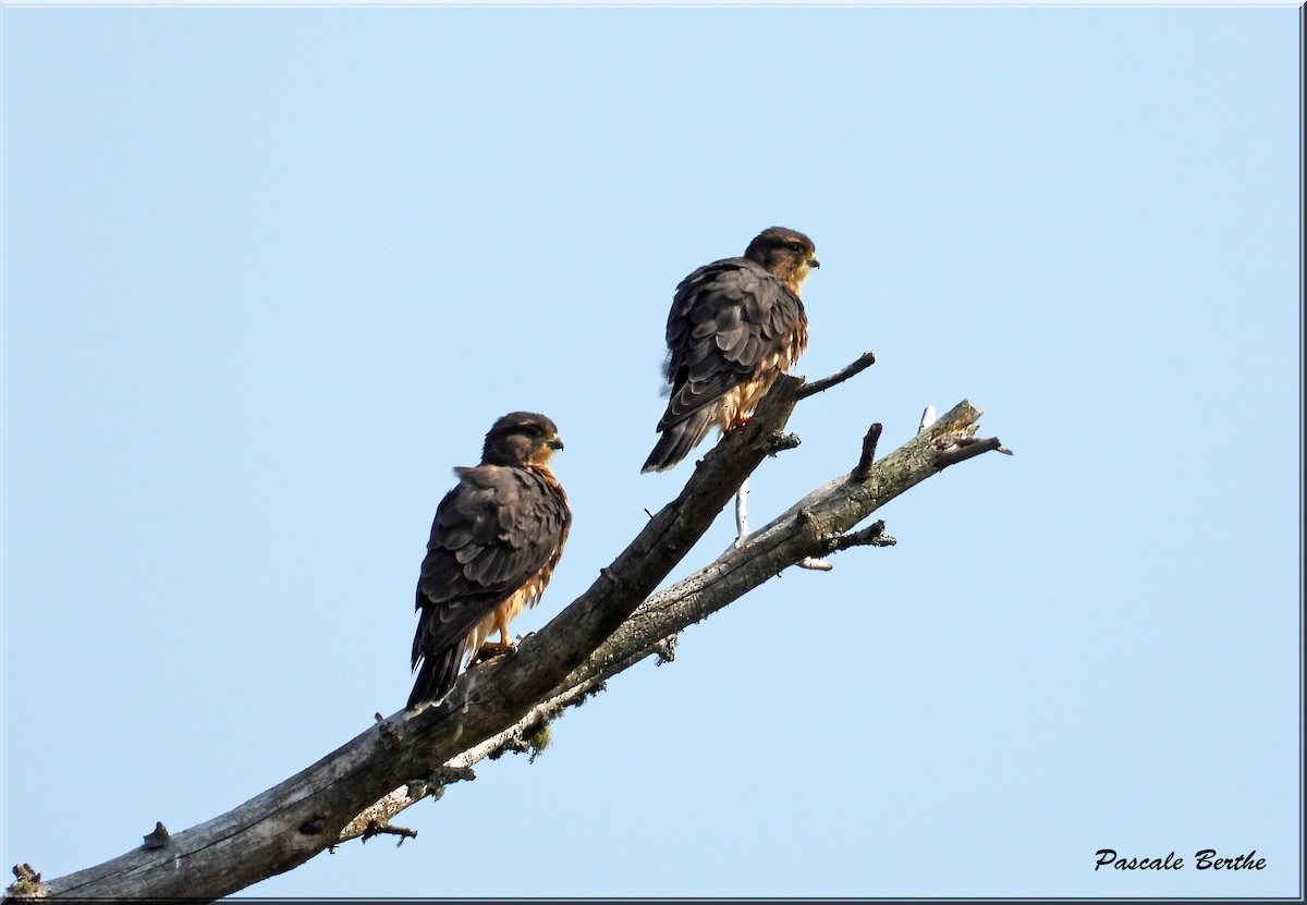 Merlin - ML622353568