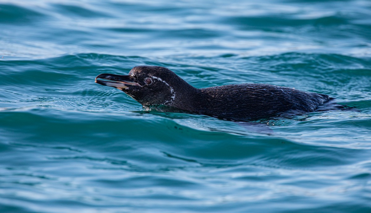 Galapagos Penguin - ML622353606