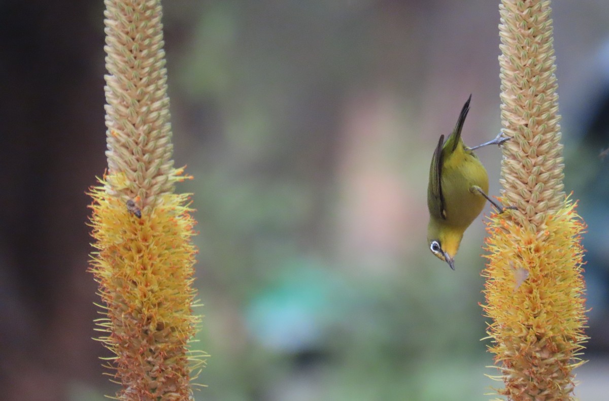 Cape White-eye - ML622353611