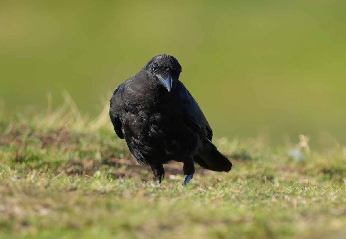 American Crow - ML622353630