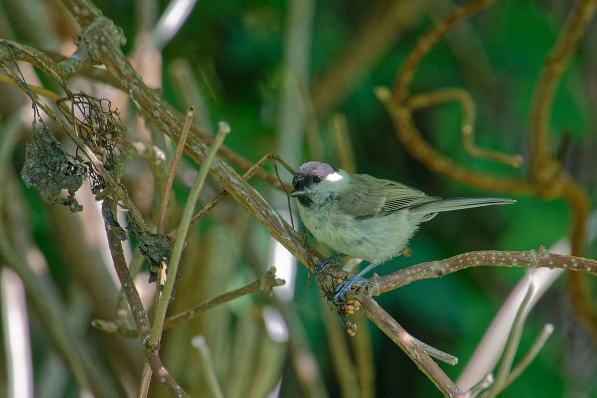 Willow Tit (Willow) - Lucas Koh