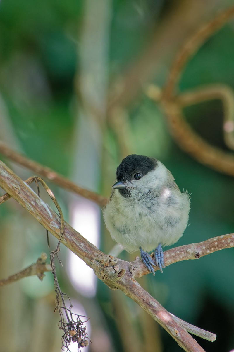 Willow Tit (Willow) - ML622353670