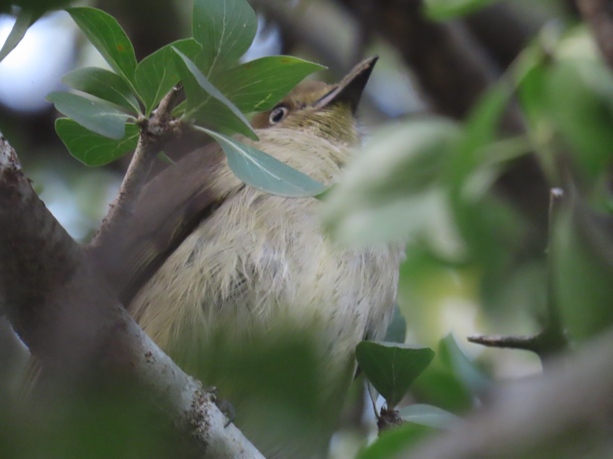 Sombre Greenbul - ML622353707