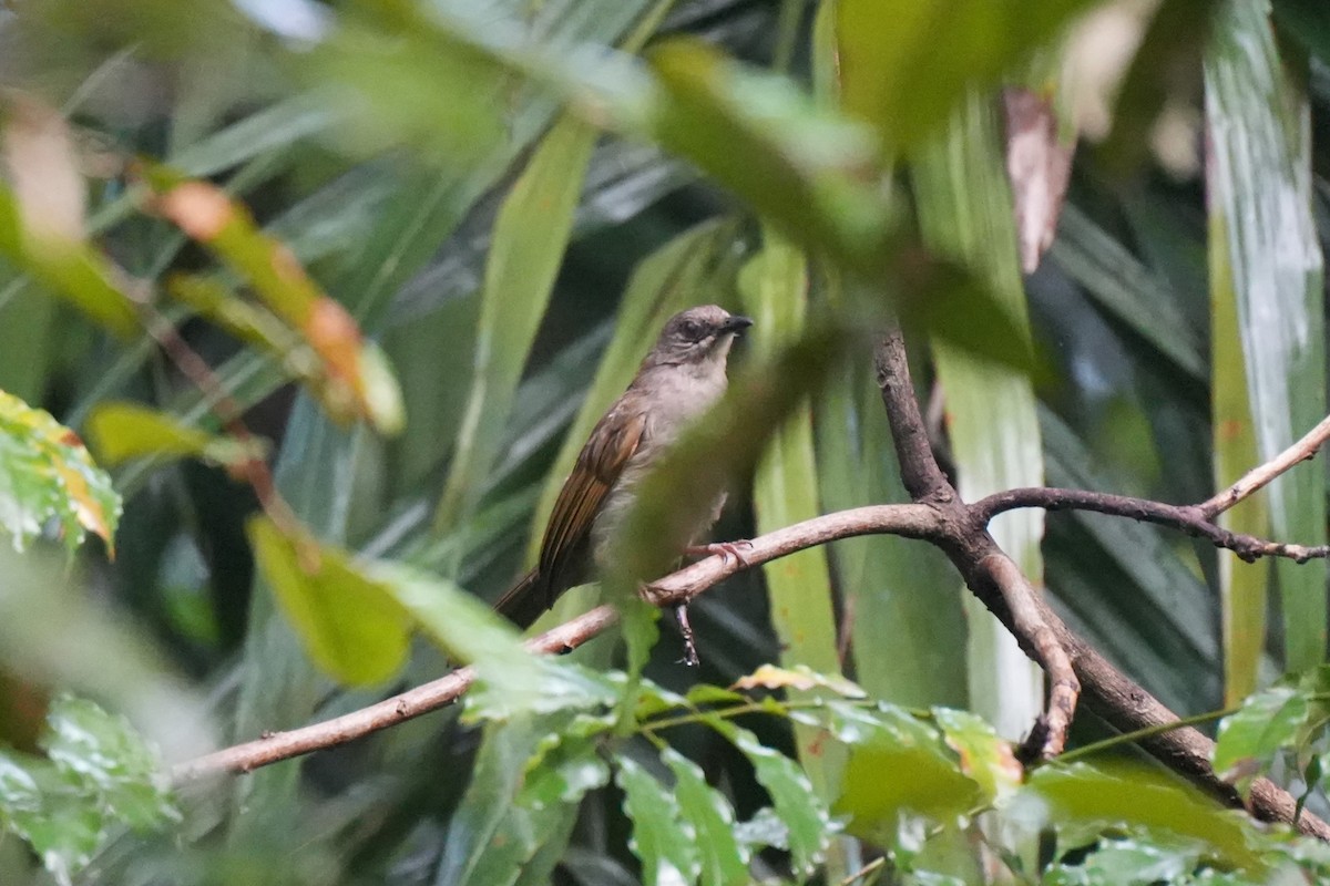 Olive-winged Bulbul - ML622353720